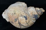 Huge Gastropod Fossil - Sahara #14281-1
